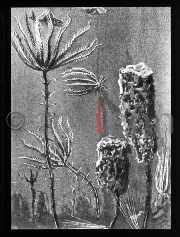 Haarstern und Schwamm | Crinoid and sponge (foticon-600-simon-meer-363-066-sw.jpg)